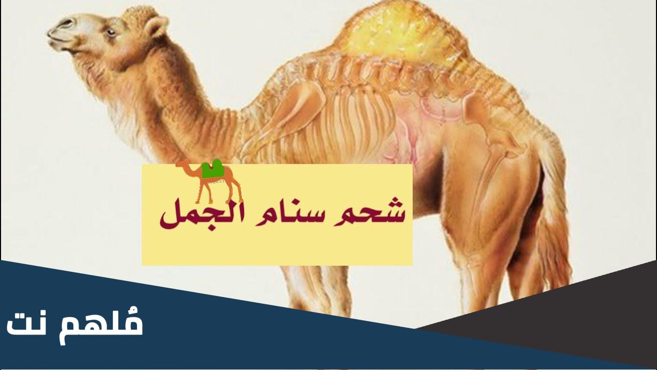 ماذا يسمى شحم سنام الابل