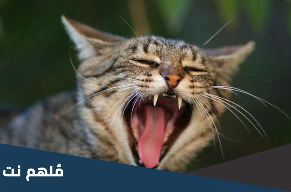 ماهو الحيوان الذي يختفي في عيد الاضحى
