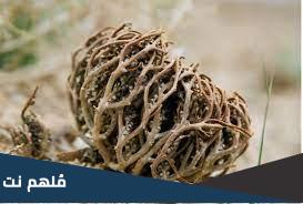 متى تشرب عشبة كف مريم للحمل