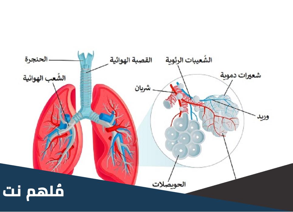 من المسؤول عن منع دخول الاتربه المصاحبه الهواء الى الرئتين