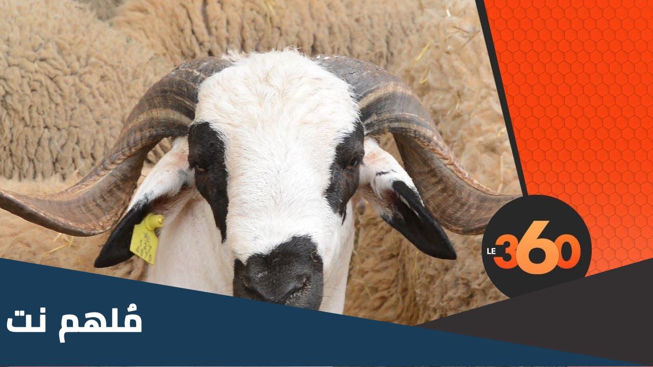 مواصفات كبش العيد في السنة
