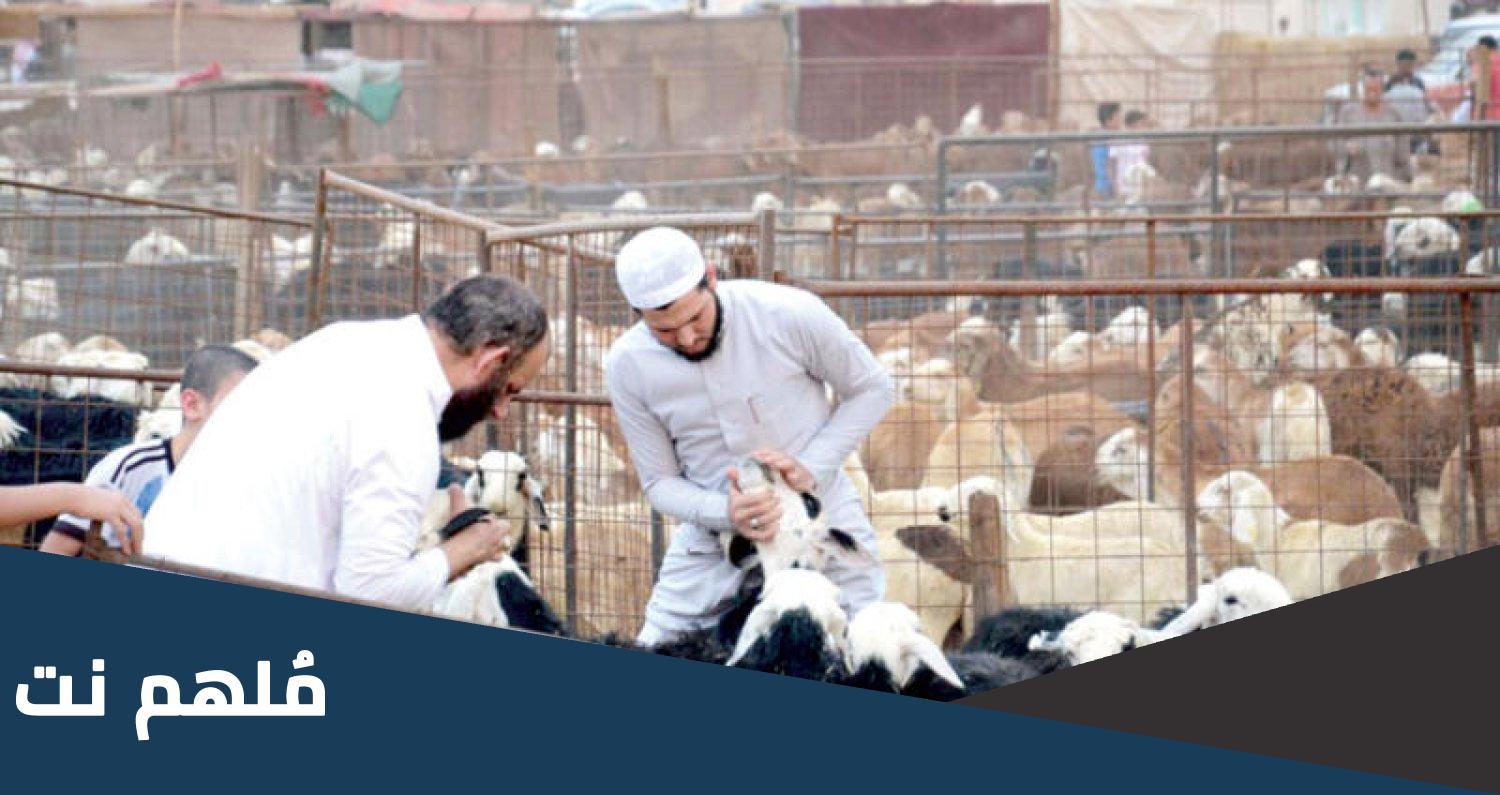 مواقع بيع الاضاحي في القصيم 1444