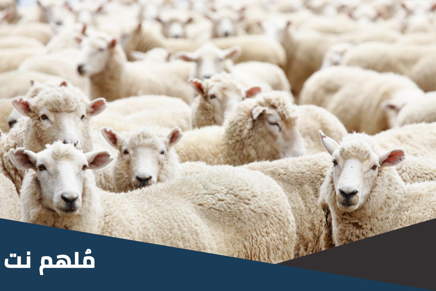 نية الاضحية لاكثر من شخص