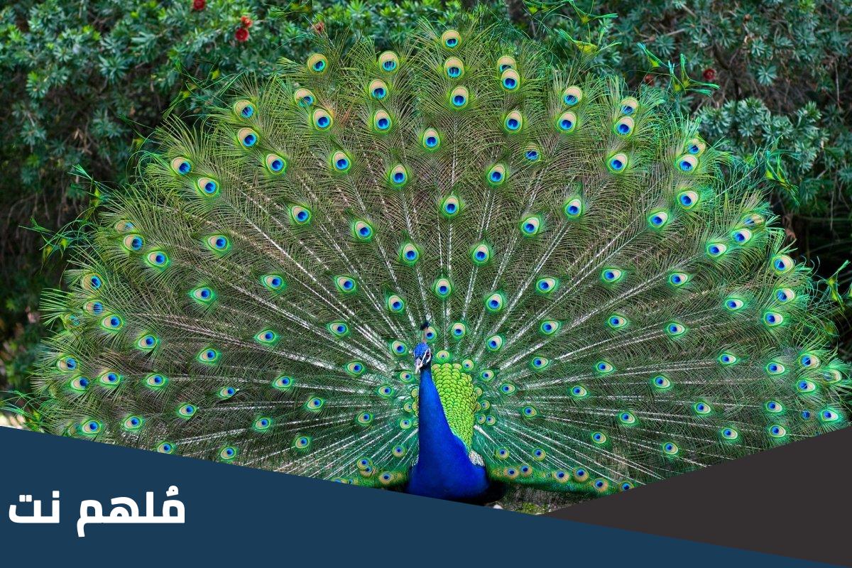 هل الطاووس يطير ام لا
