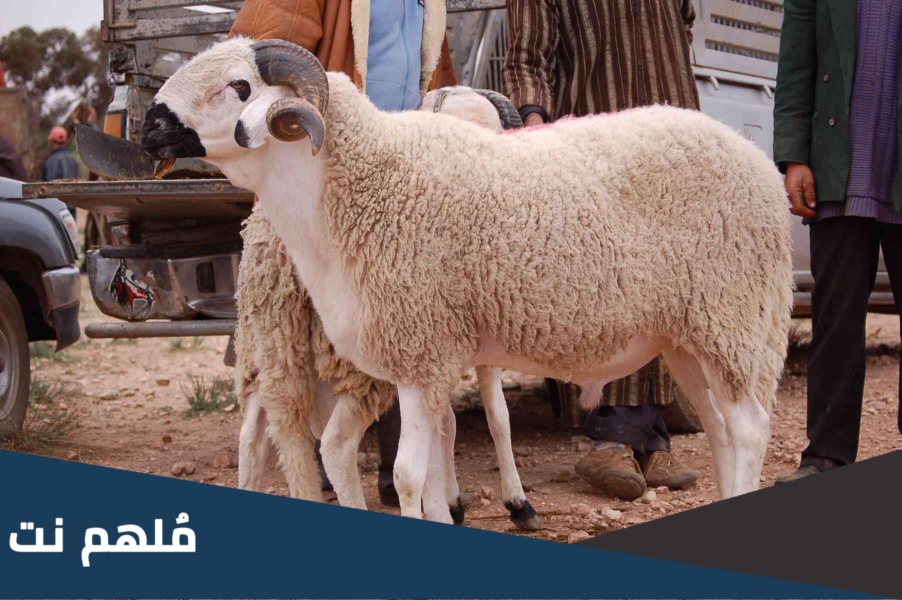 هل تقسيم الأضحية ثلاث أثلاث له أصل في الشرع
