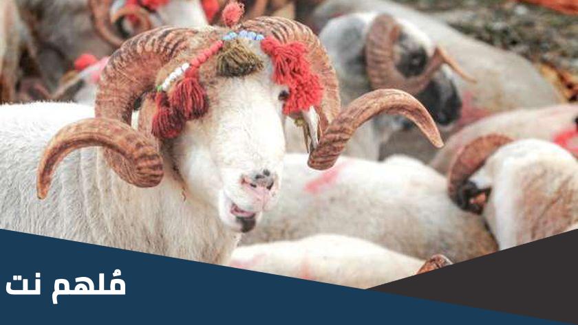 هل يجوز اشتراك أكثر من سبعة في الأضحية