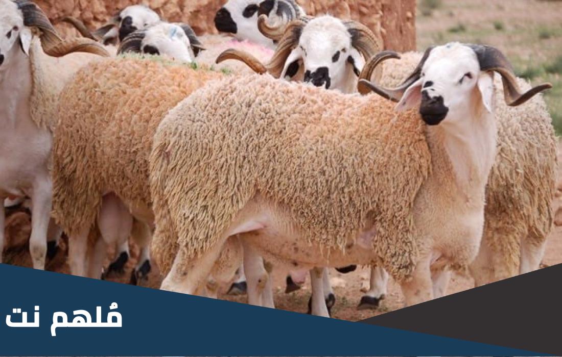 هل يجوز اشتراك اثنين في خروف