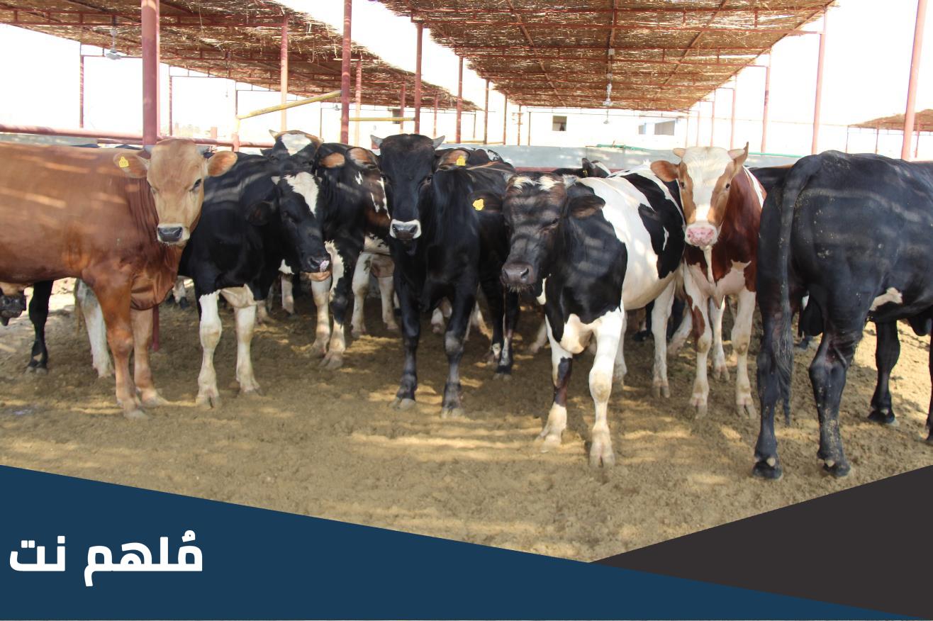 هل يجوز اشتراك اكثر من شخص في الاضحية