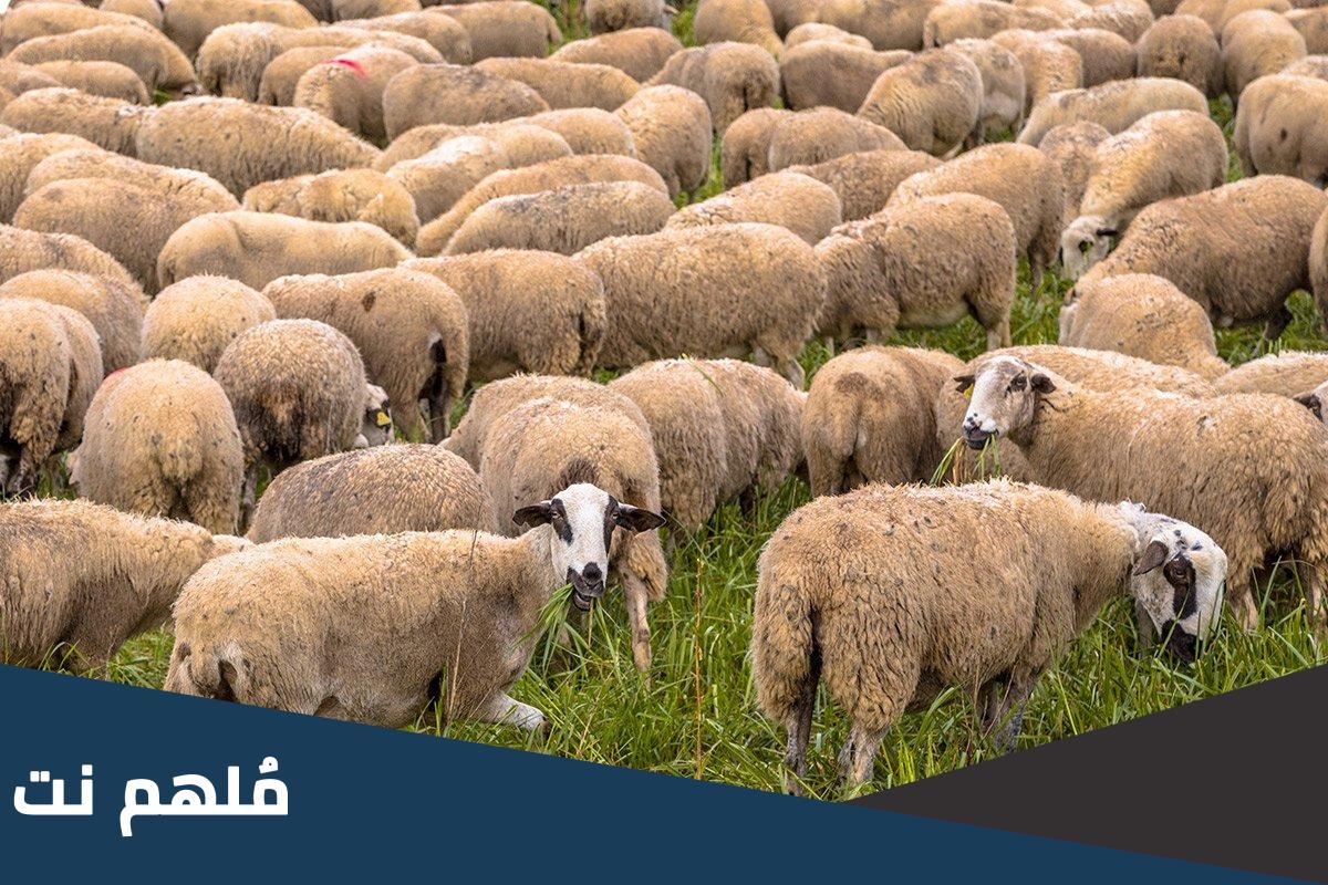 هل يجوز الاشتراك في الاضحية الخروف