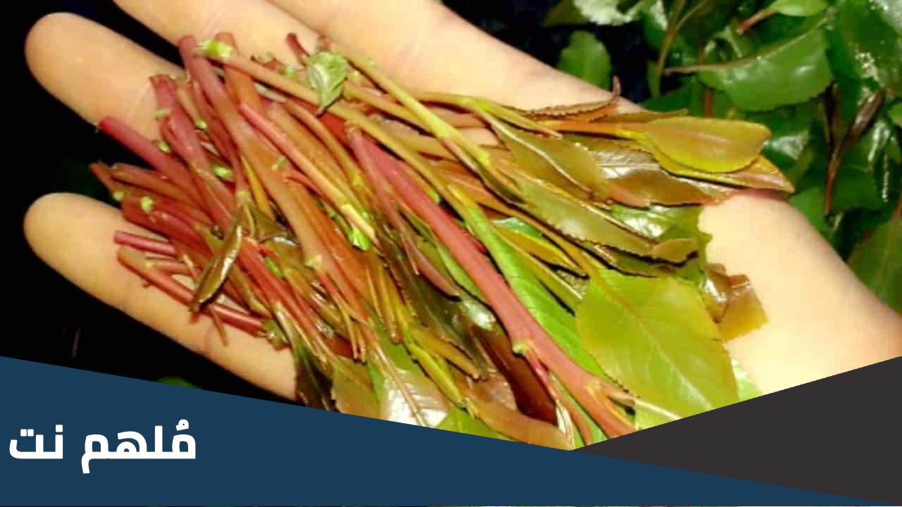 هل القات من المخدرات في السعودية
