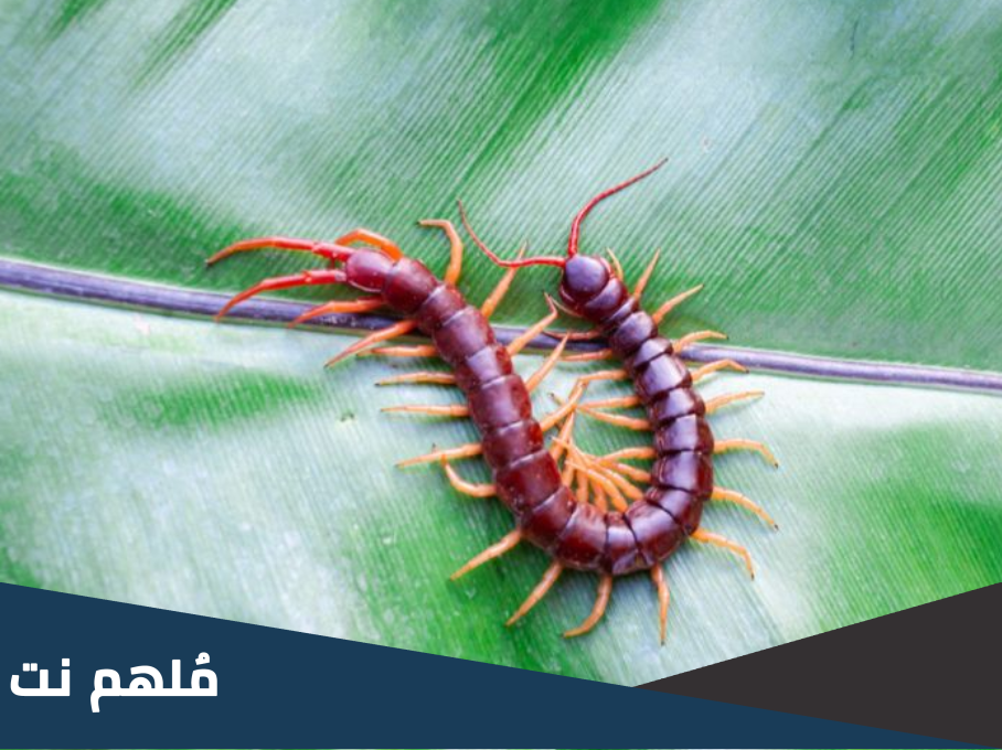 هل قرصة ام اربعه واربعين سامه