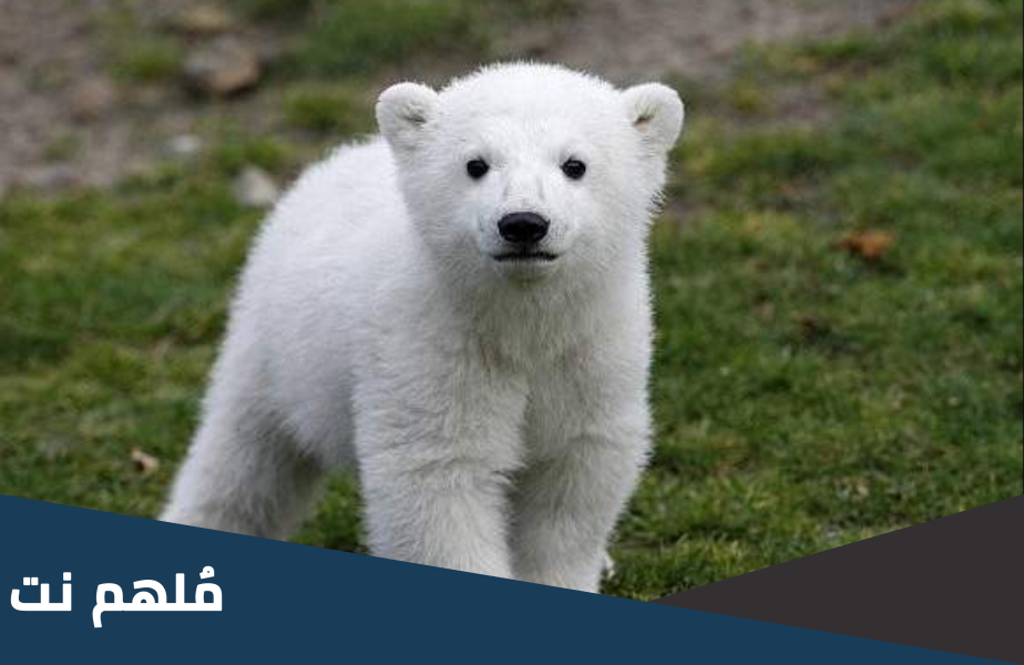 ما اسم صغير الدب من 4 حروف