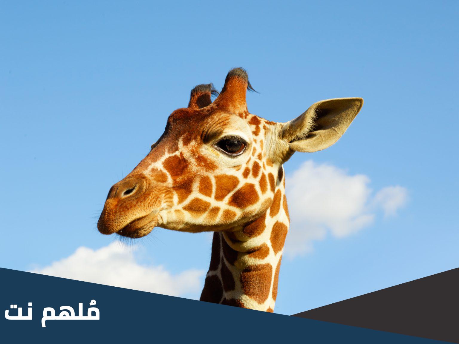ما هو الحيوان الذي لا يصدر صوت