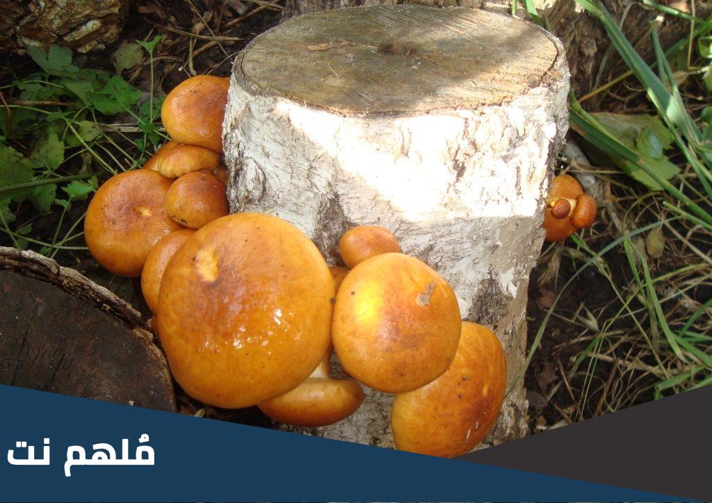  ما هو الفطر البرتقالي 