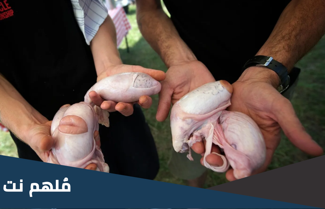 هل اكل خصية الخروف حرام