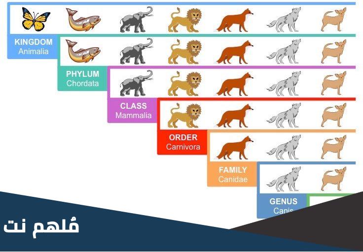 اعلى المراتب التصنيفية في التصنيف الحديث