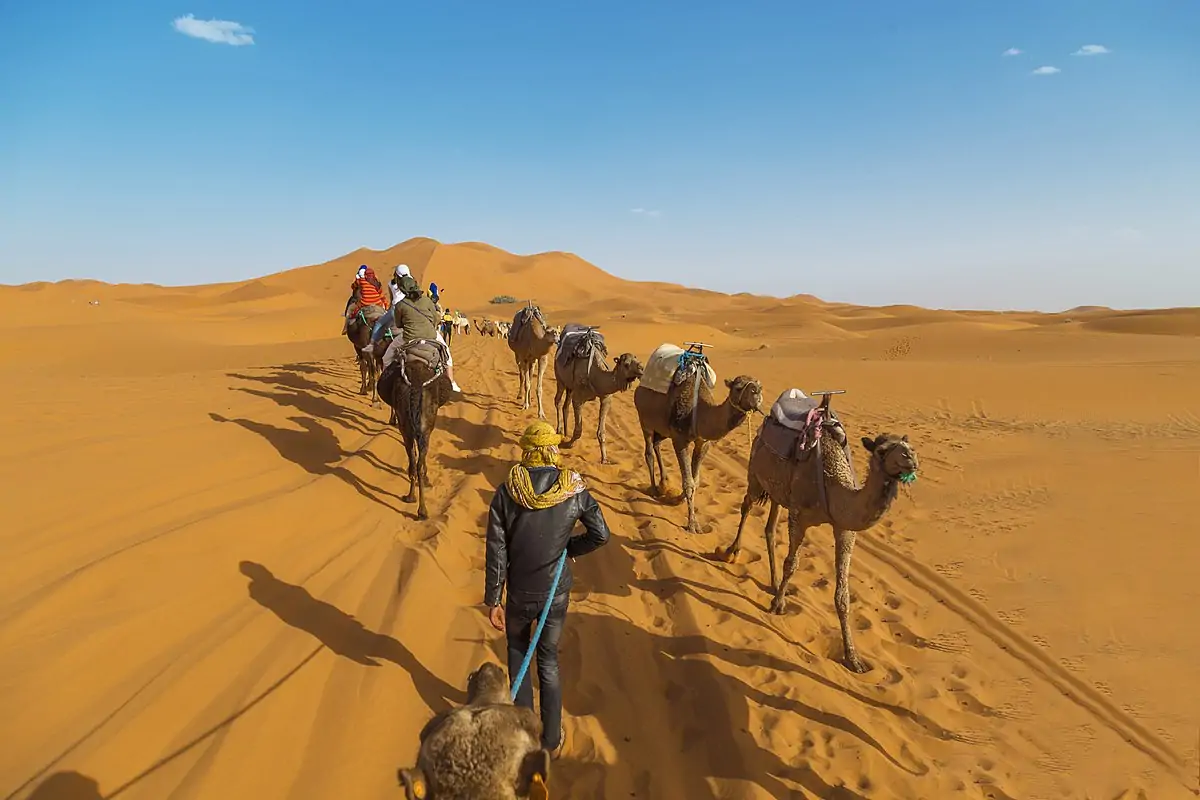 العثيم وش يرجعون، اصل عائلة العثيم من أى قبيلة