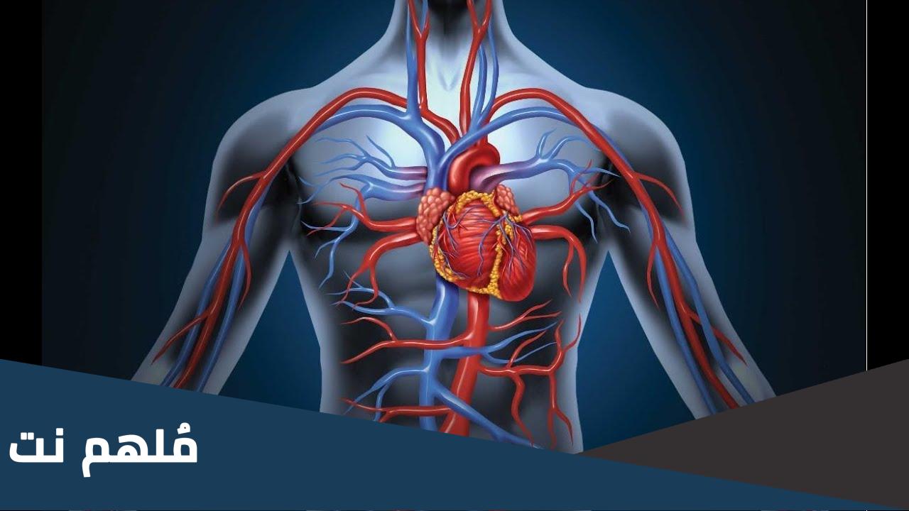 بحث علمي عن جهاز الدوران بالمقدمة والخاتمة