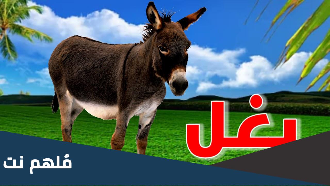 صوت البغل ماذا يسمى