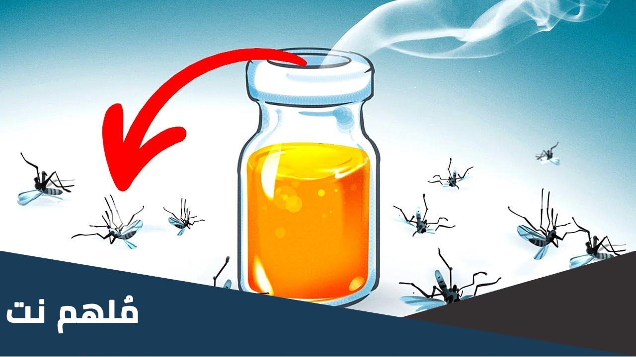 كيفية التخلص من الحشرات الطائرة الصغيرة في المنزل