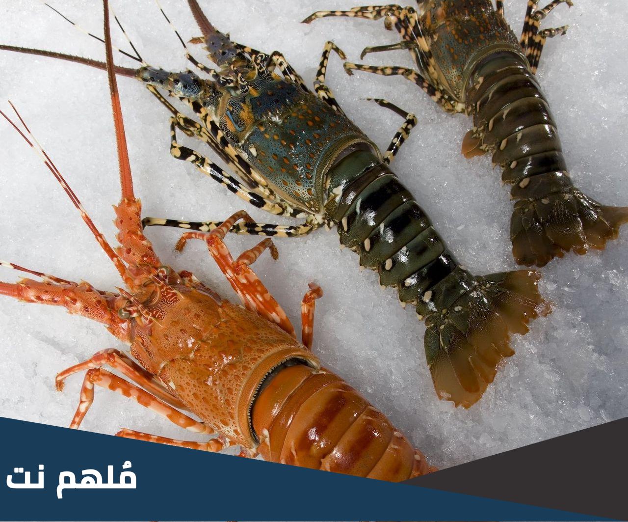 هل جرادة البحر لها عمود فقري