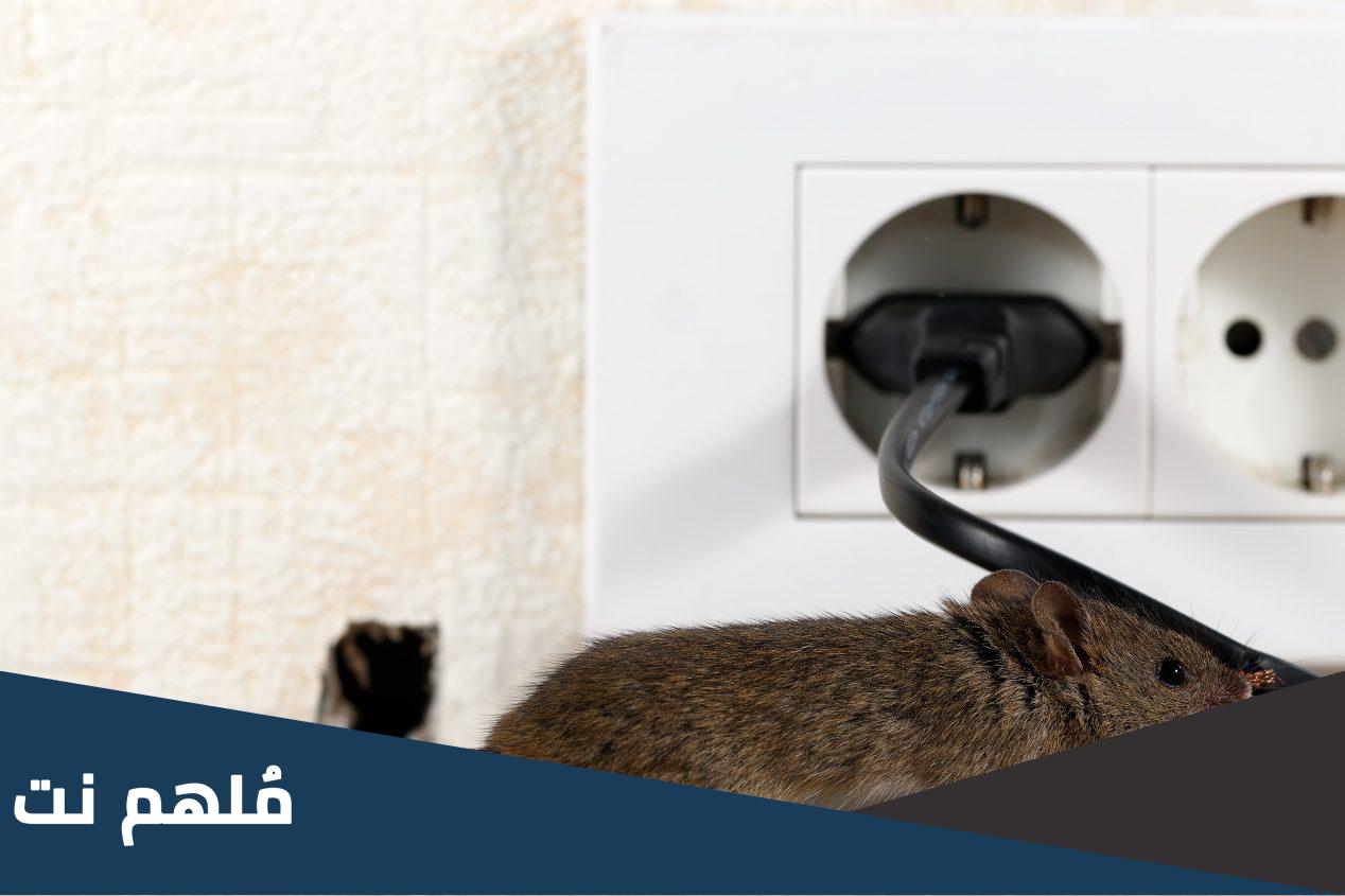 هل سم الفئران قاتل للانسان