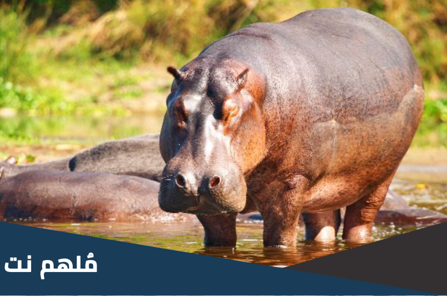 هل فرس النهر ليس له معدة