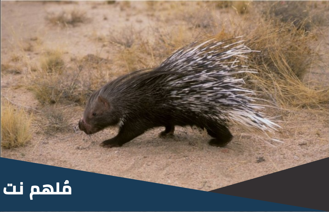 هل يجوز اكل النيص في السعودية