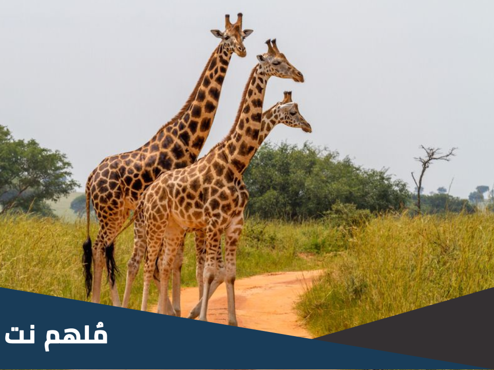 كم عدد العظام الموجودة في عنق الزرافة
