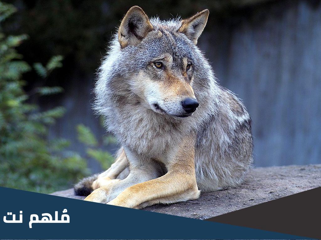 ما هو الحيوان الذي اتهم كذبا في احدى قصص الانبياء