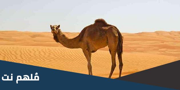 ماذا تسمى الالف من الابل