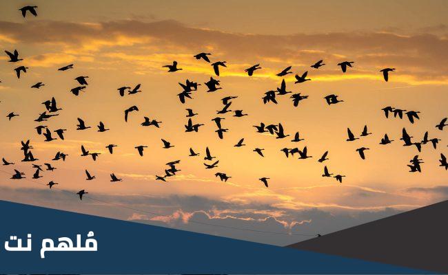 هجرة الطيور الجارحة وانواعها في الكويت